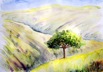 Nr. 91 Pinie, Format: 30 x 40 cm, Preis o. Rahmen: 30 &euro;
