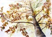 Nr. 208 Buche im Herbst, Format: 50 x 70 cm, Preis o. Rahmen: 80 &euro;